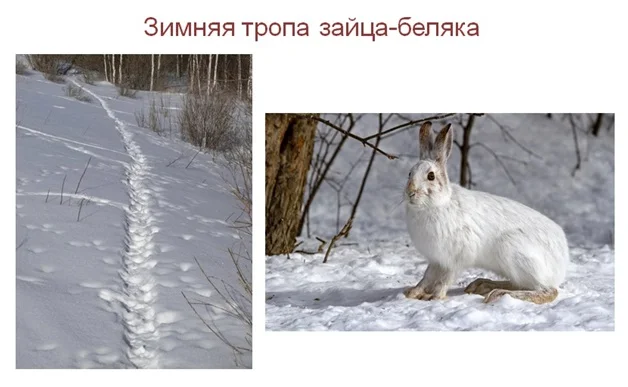 Пищевой цикл