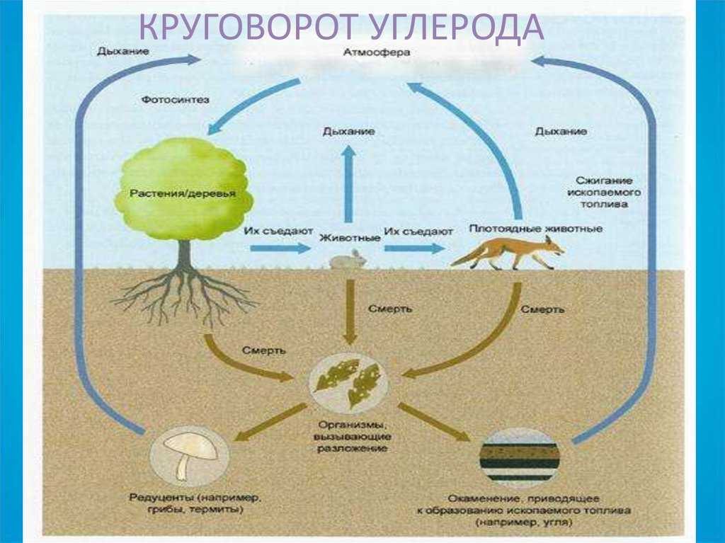 § 76. круговорот химических элементов / биология 10-11 классы
