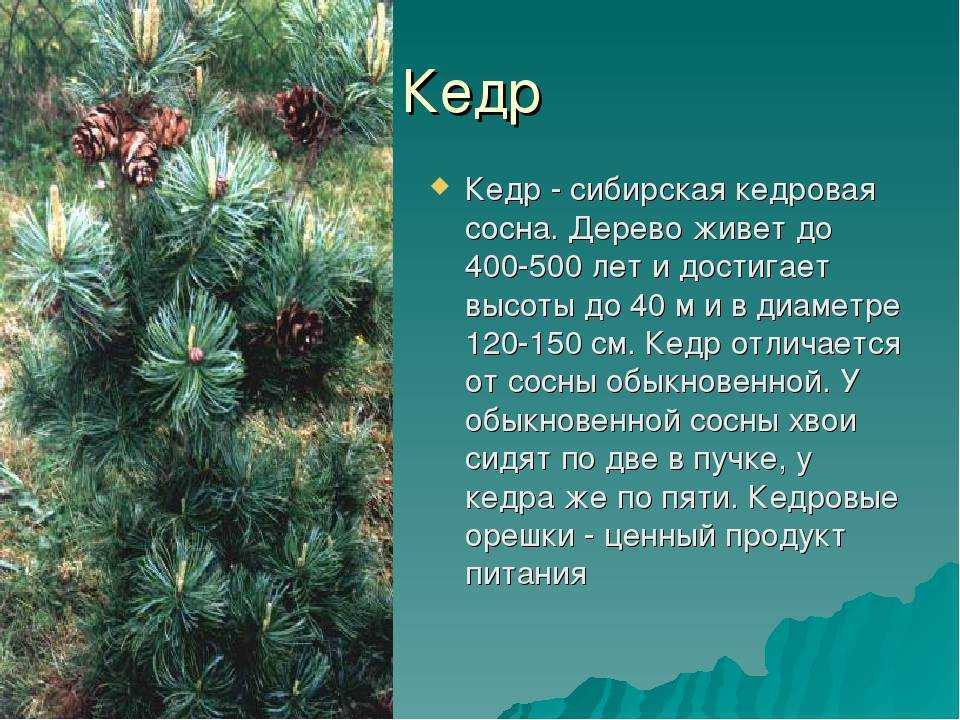 Сосна кедровая: описание, посадка и уход. как вырастить кедровую сосну на даче на портале сделай сам