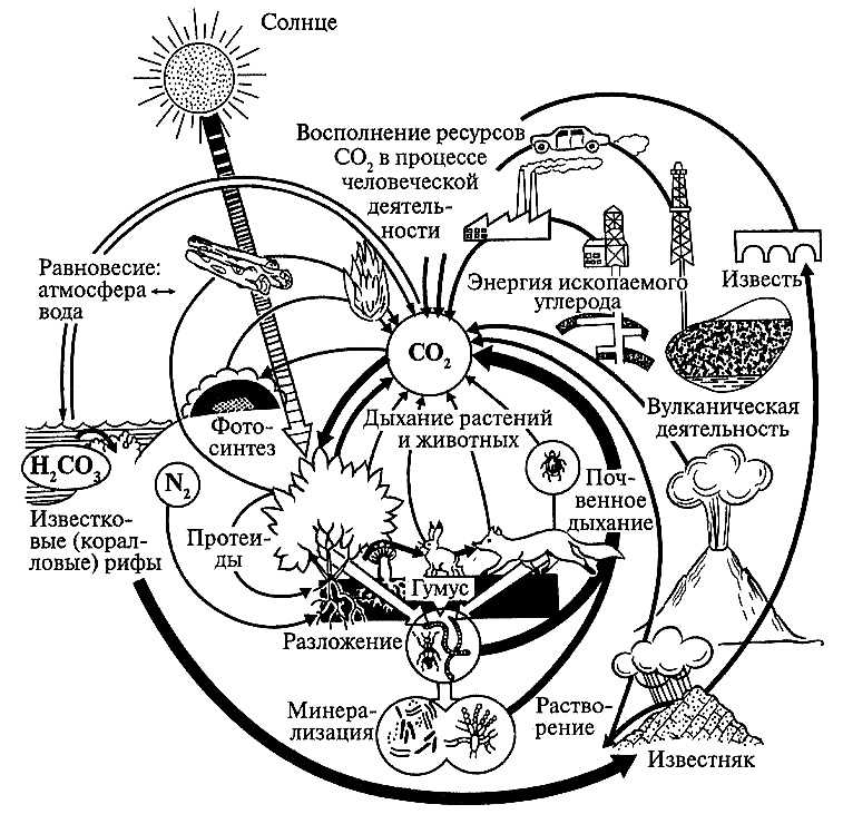 Круговороты веществ на земле география 6 класс. Биохимический цикл углерода схема. Биогеохимический круговорот веществ. Круговорот биогенных элементов в биосфере. Круговорот биогенных элементов в биосфере схема.