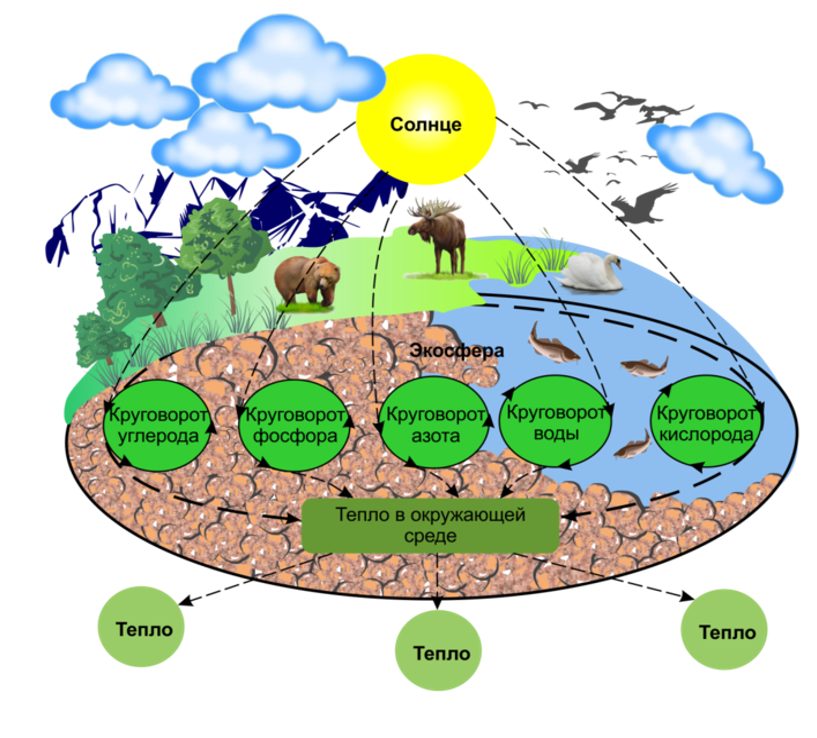 Влияние человека на оболочки земли. Биосфера - это область существования живого вещества. Биосфера круговорот биогенных элементов в природе. Общая схема биогеохимического цикла. Схема биологического круговорота почвы.
