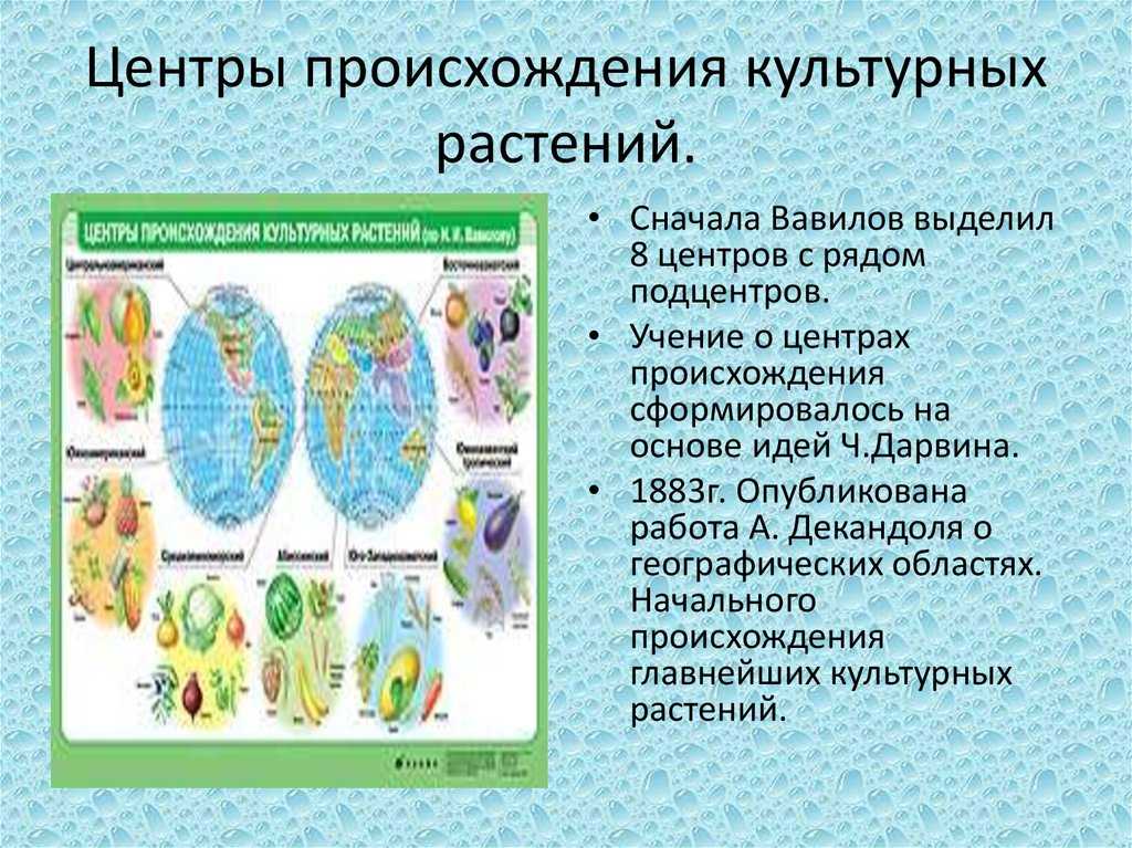 ✅ происхождение культурных сортов растений. центры происхождения культурных растений - cvetochki-ulyanovsk.ru
