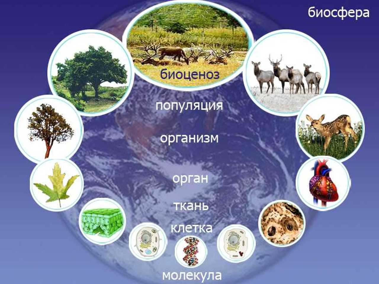 Биогеоценоз  и экосистема: что такое, чем отличаются понятия, сходства, структура и свойства