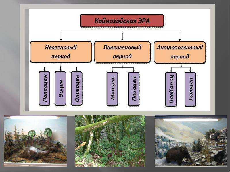 § 59. развитие жизни в кайнозое / биология 10-11 классы