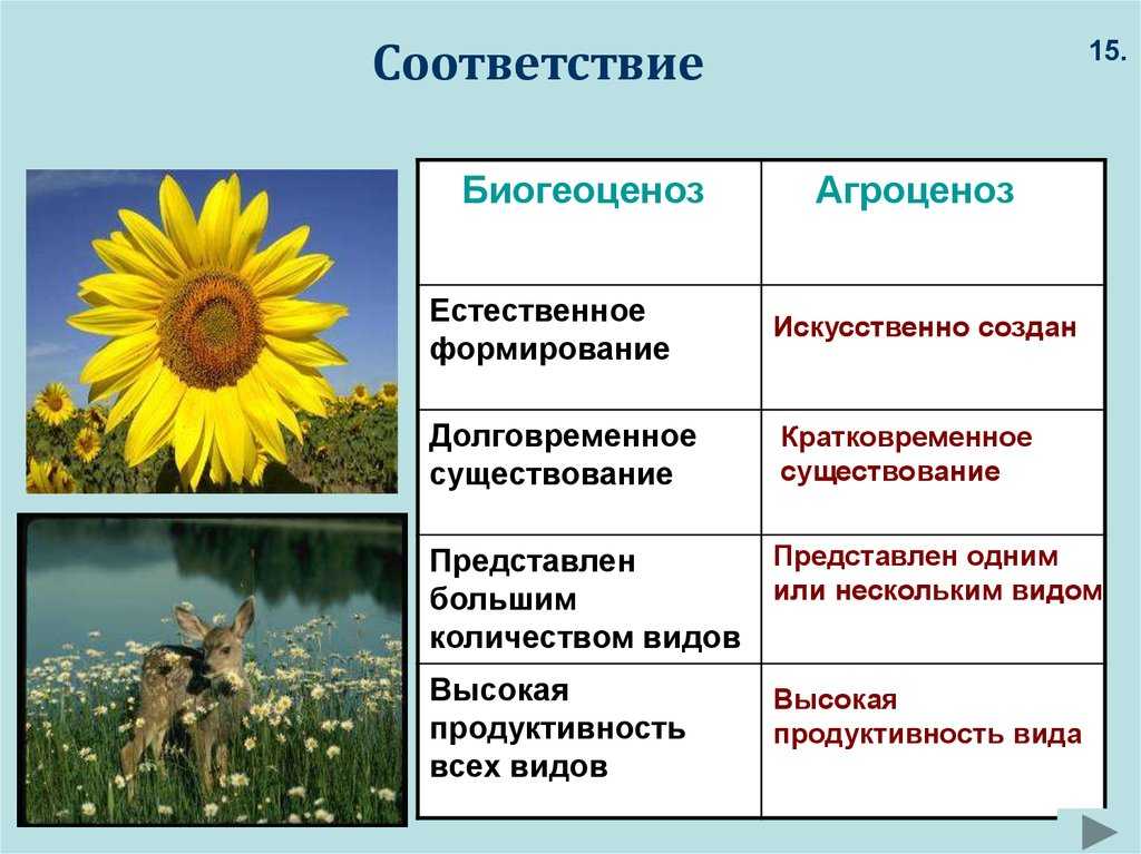 Биогеоценоз: понятие