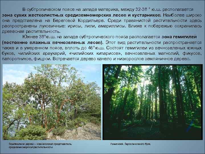 Жестколистные леса - положение природных зон, характеристики и особенности