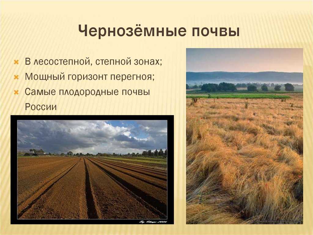 Какие области черноземные почвы россии. Зона степей России почвы. Почвы в лесостепи чернозем в России. Чернозем в степи. Черноземные почвы лесостепной зоны.