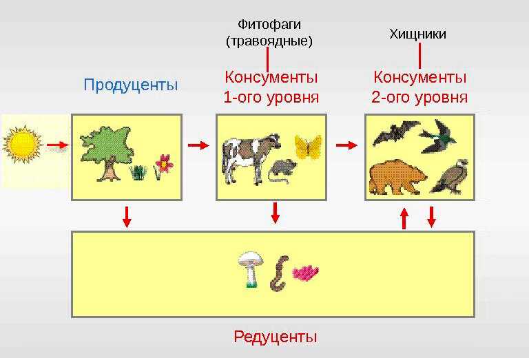 Глава 3. биота биосферы