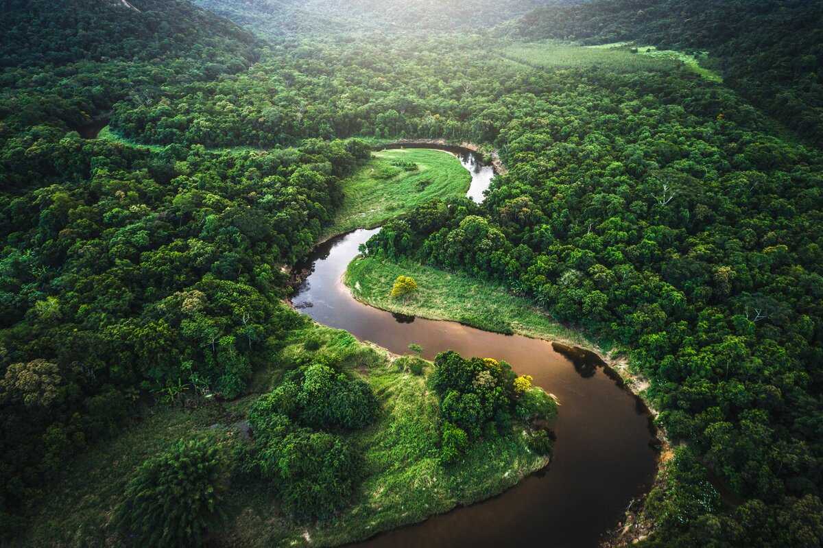 Сельва Южной Америки Сельва Южной Америки Selva Сельва Южной Америки — влажные экваториальные леса, расположенные на территории таких стран, как