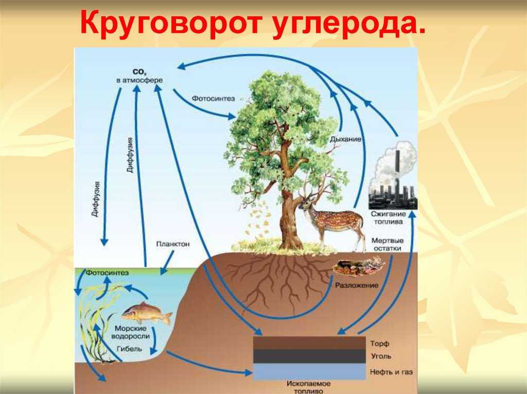 Биосфера | экосистемы и присущие им закономерности | теория | решутест. продвинутый тренажёр тестов