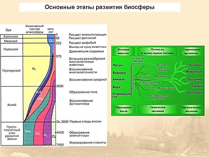 Учение в.и.вернадского о биосфере. характеристика биосферы - шимова о.с., соколовский н.к. основы экологии и экономика природопользования
