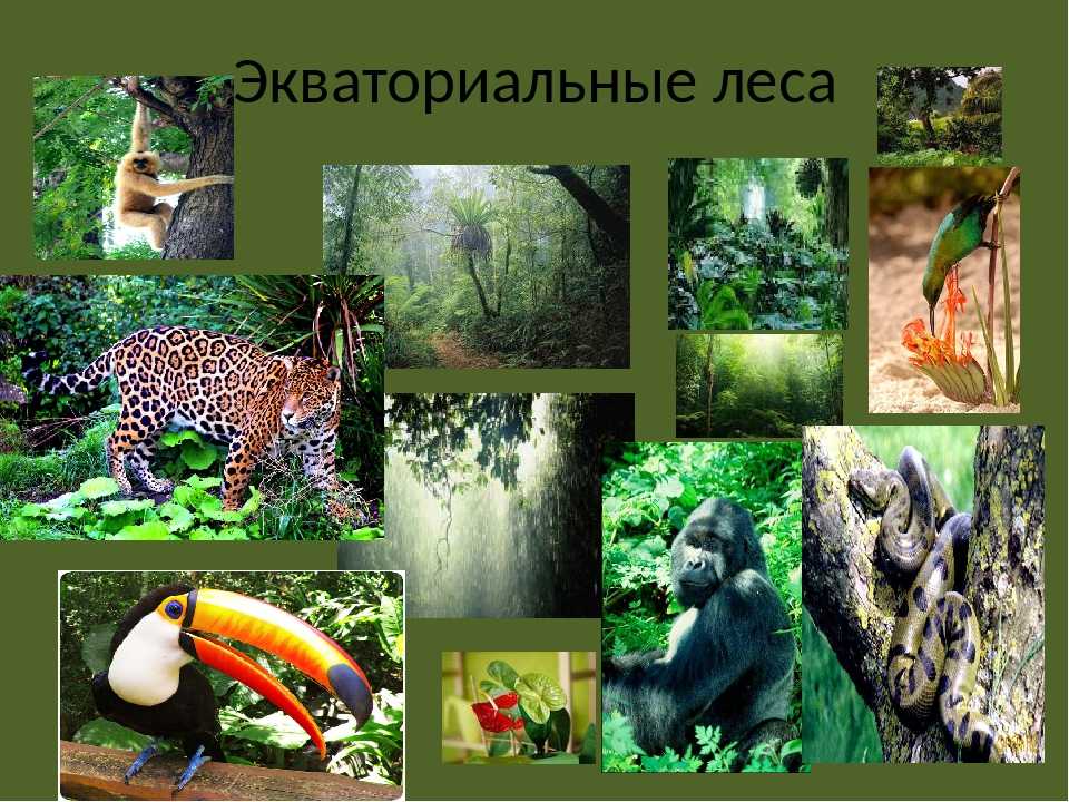 Влажные экваториальные леса