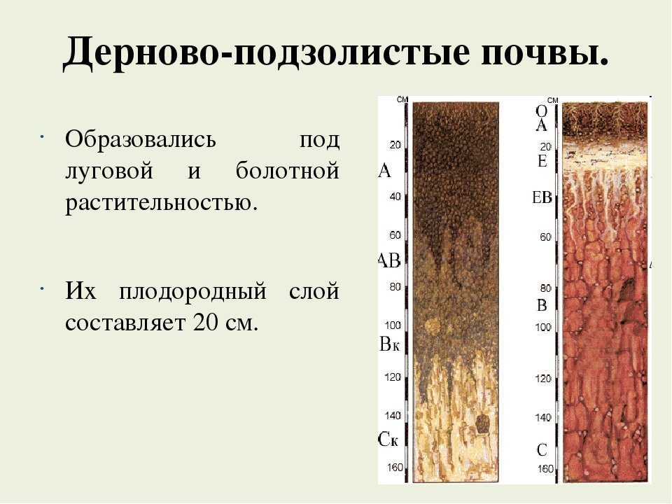 Преимущества и недостатки дерново-подзолистых почв