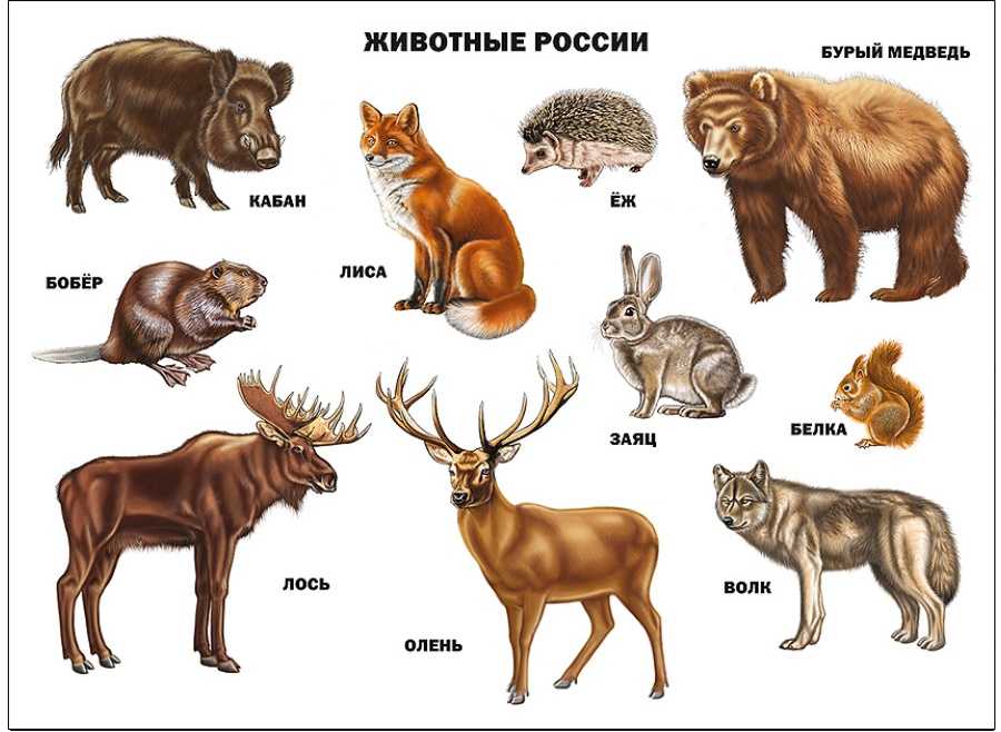 Реферат леса умеренного пояса