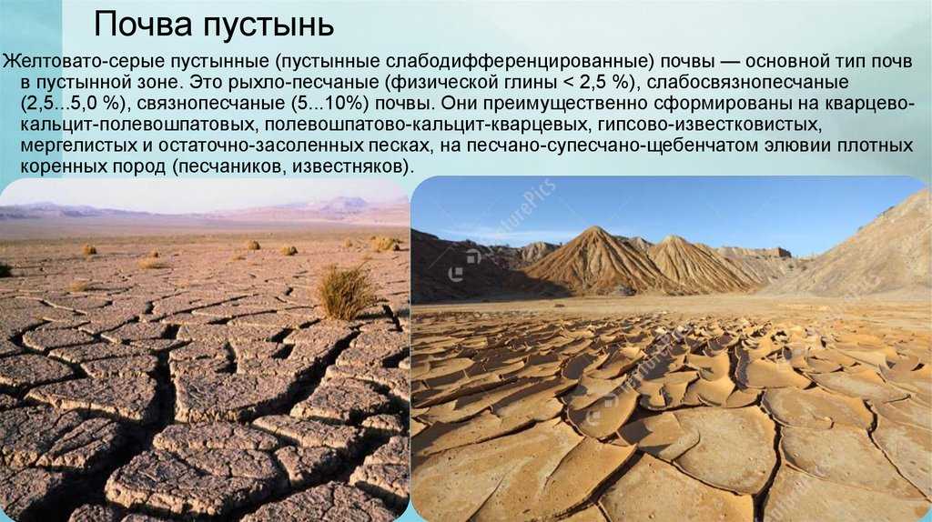 Пустыни и полупустыни евразии – климат, почвы, растения, животные – характеристики кратко