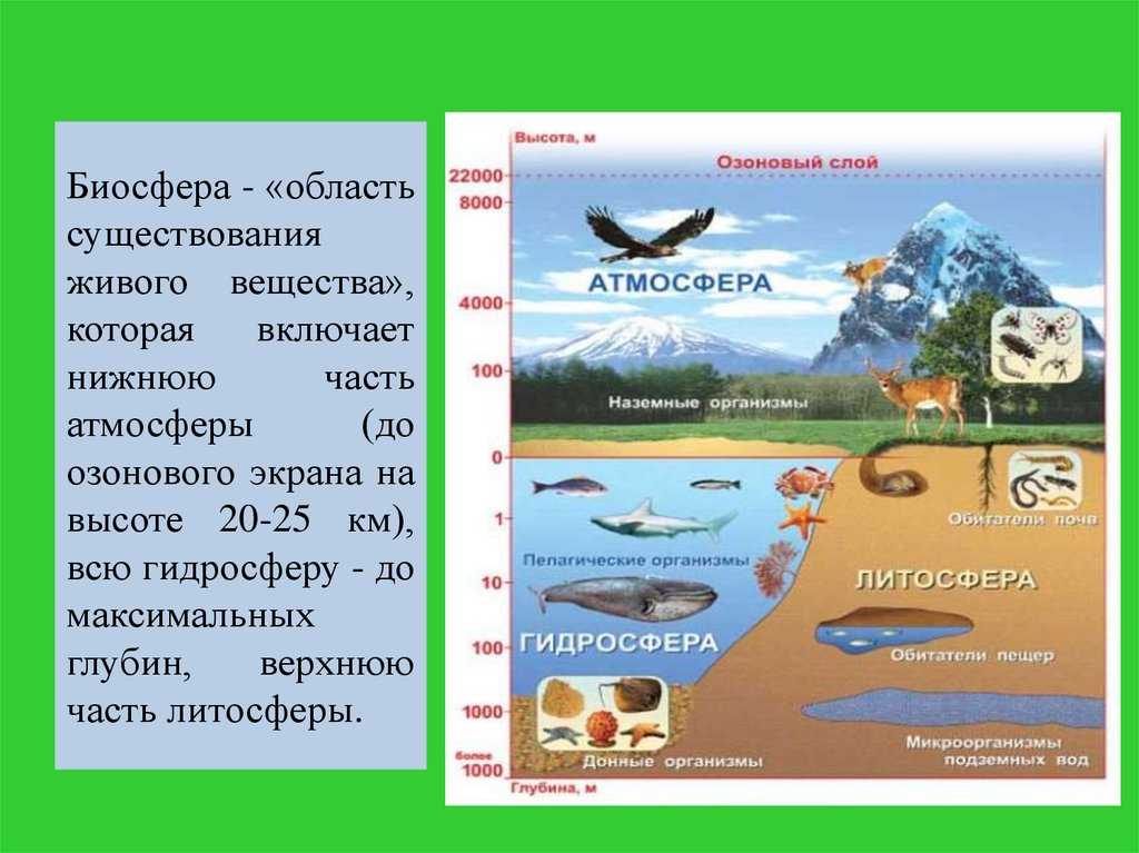 Биосфера