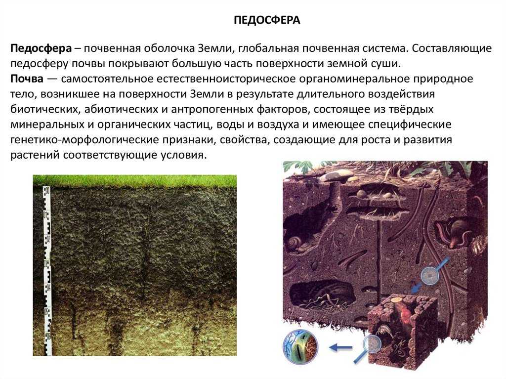 Оеднятепю - щмжхйкноедхъ - тнмд гмюмхи ╚кнлнмнянб╩