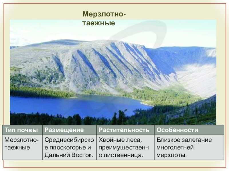 Почвы россии и природные пояса - tarologiay.ru