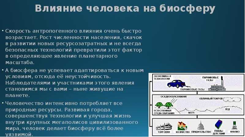 Роль леса в природе и жизни человека