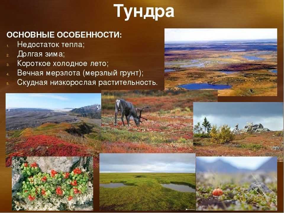 Тундра и лесотундра россии: географическая характеристика