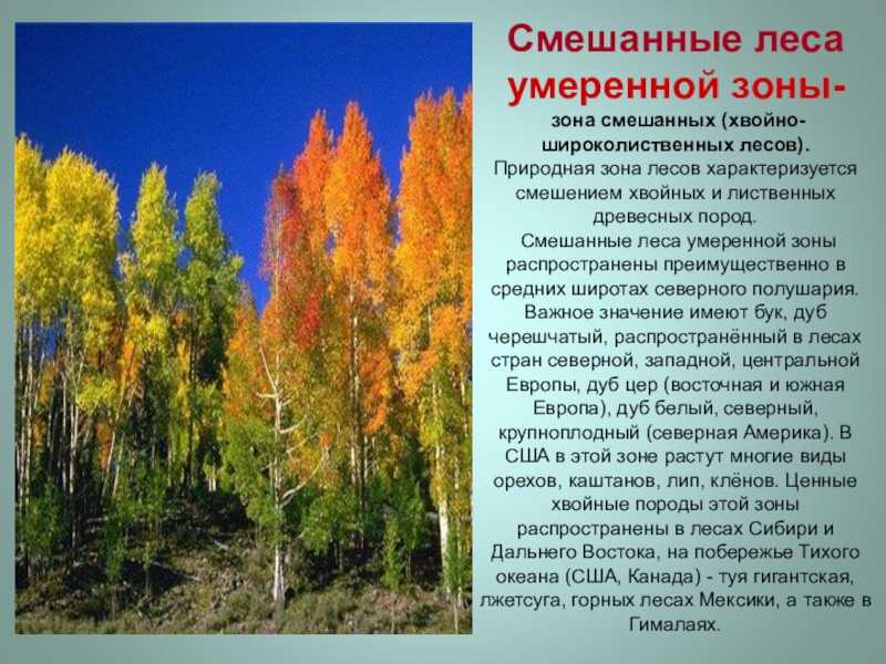 Какие народы проживают в зоне широколиственных лесов. Смешанный лес дальнего Востока климат. Смешанные леса России. Зона смешанные широколиственно- хвойных лесов. Смешанные леса 4 класс.