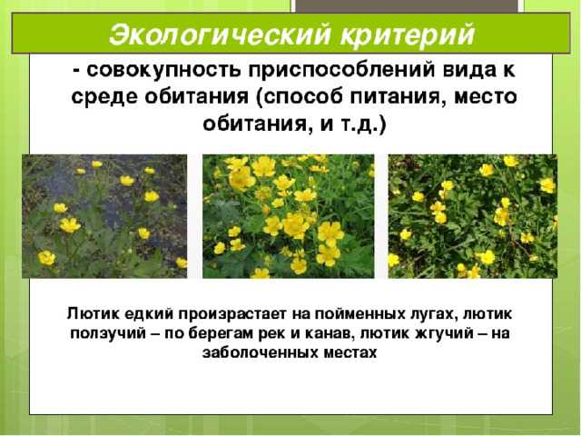 Что такое физиологические признаки в биологии. Морфологические критерии растений. Экологический критерий растений.