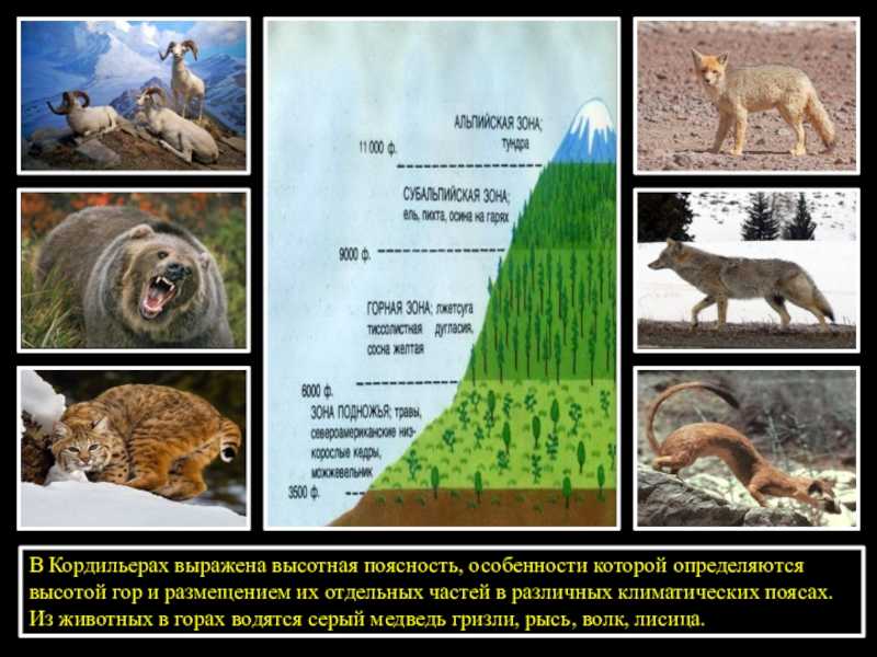 Высотная поясность ландшафтов