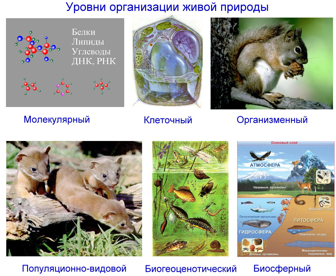 Уровни организации биосистем и их взаимосвязь