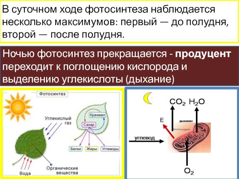 Появление фотосинтеза эра. Фотосинтез. Процесс фотосинтеза. Фотосинтез это поглощение. Простая схема фотосинтеза.