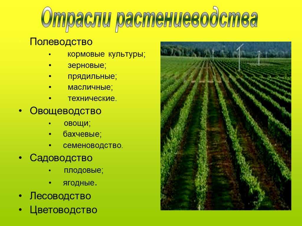 Презентация по географии по темесельское хозяйство. земледелие10 класс  доклад, проект