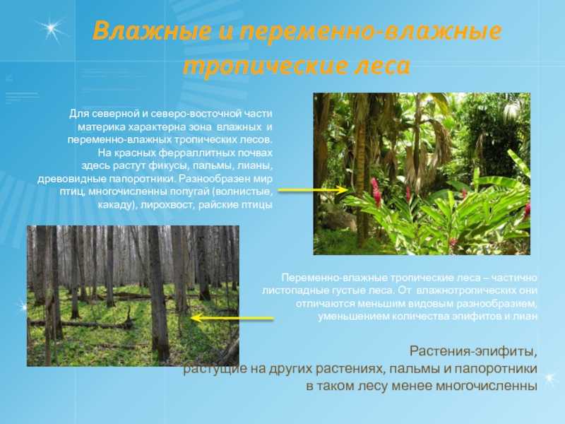 Природные зоны северной америки - описание и характеристика, особенности флоры и фауны