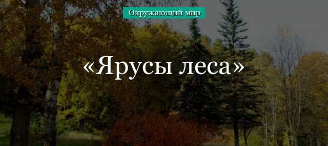 Что такое лес ландшафт: определение, особенности, значение