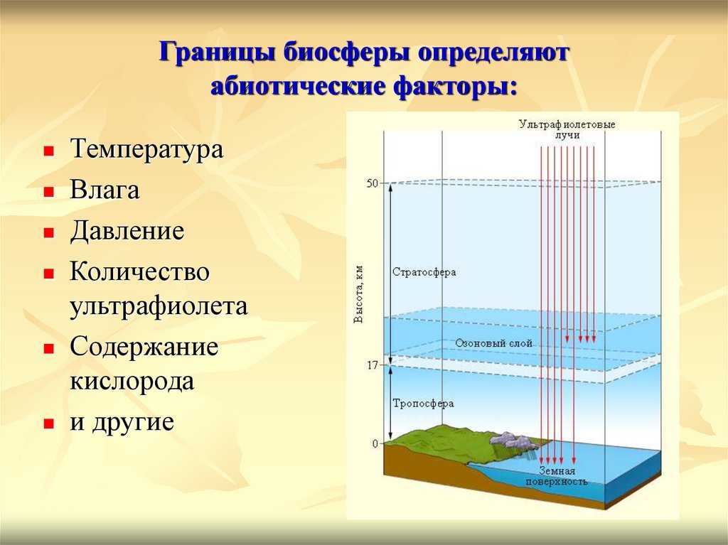 Верхняя граница в атмосфере определяется. Биосфера границы биосферы. Факторы определяющие границы биосферы. Верхняя граница биосферы. Верхняя граница биосферы ограничена.