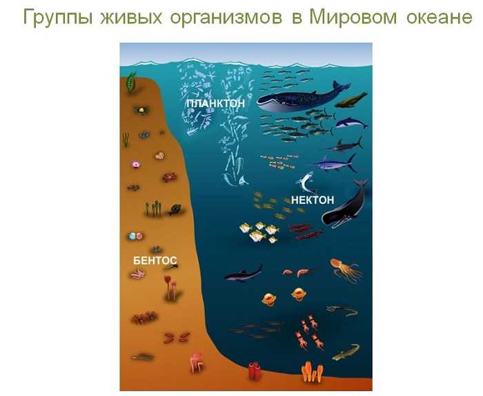 Оболочки земли