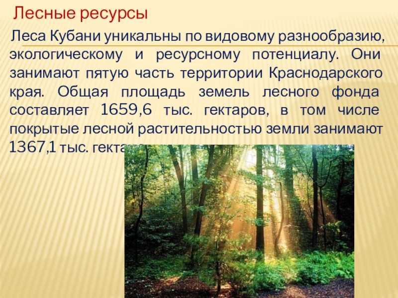 Какие природные богатства есть краснодарском крае. Лесные ресурсы Кубани. Лес Краснодарского края. Разнообразие лесов Краснодарского края. Природные ресурсы Лесные ресурсы.