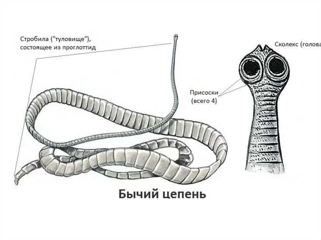 Бычий цепень | зоология | биология