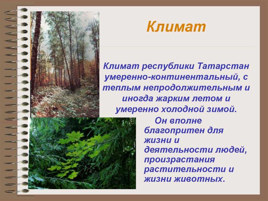 9 класс. география. природно-хозяйственные регионы россии. поволжье, географическое положение,  природа, население и хозяйство. - поволжье. географическое положение, основные черты природы. | курсотека