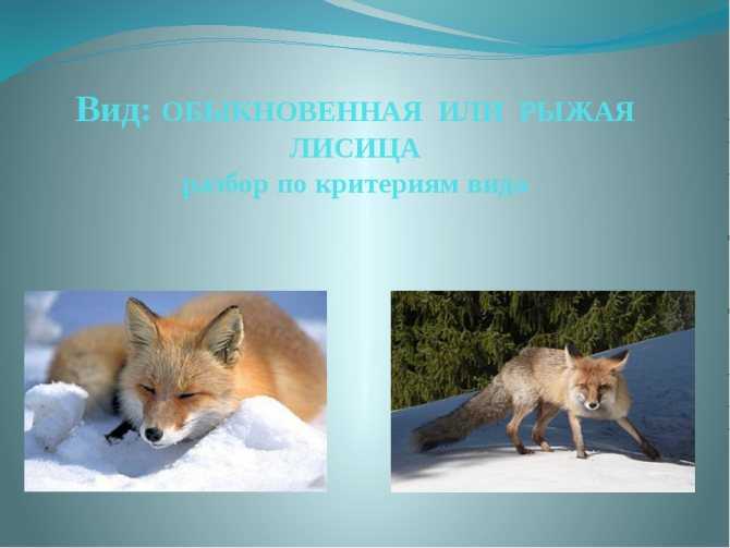 Морфологическая характеристика волка