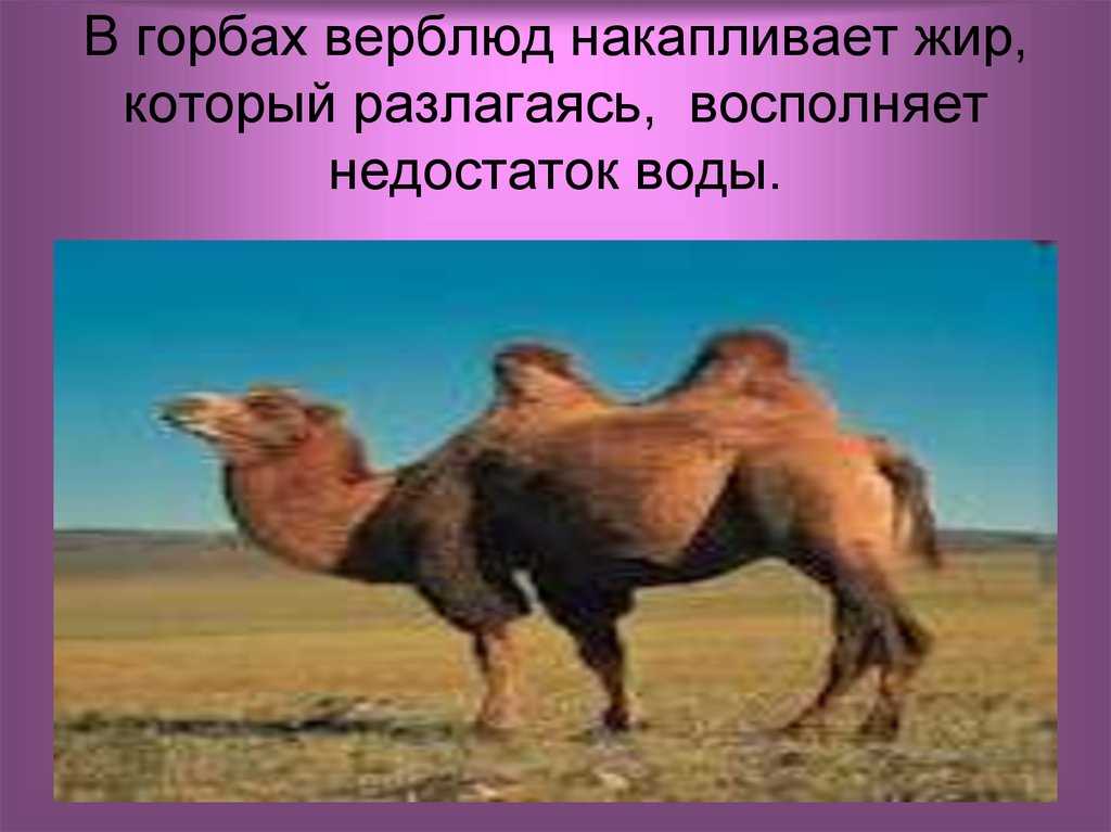 Верблюд: описание, образ жизни, где живут и что едят | планета животных