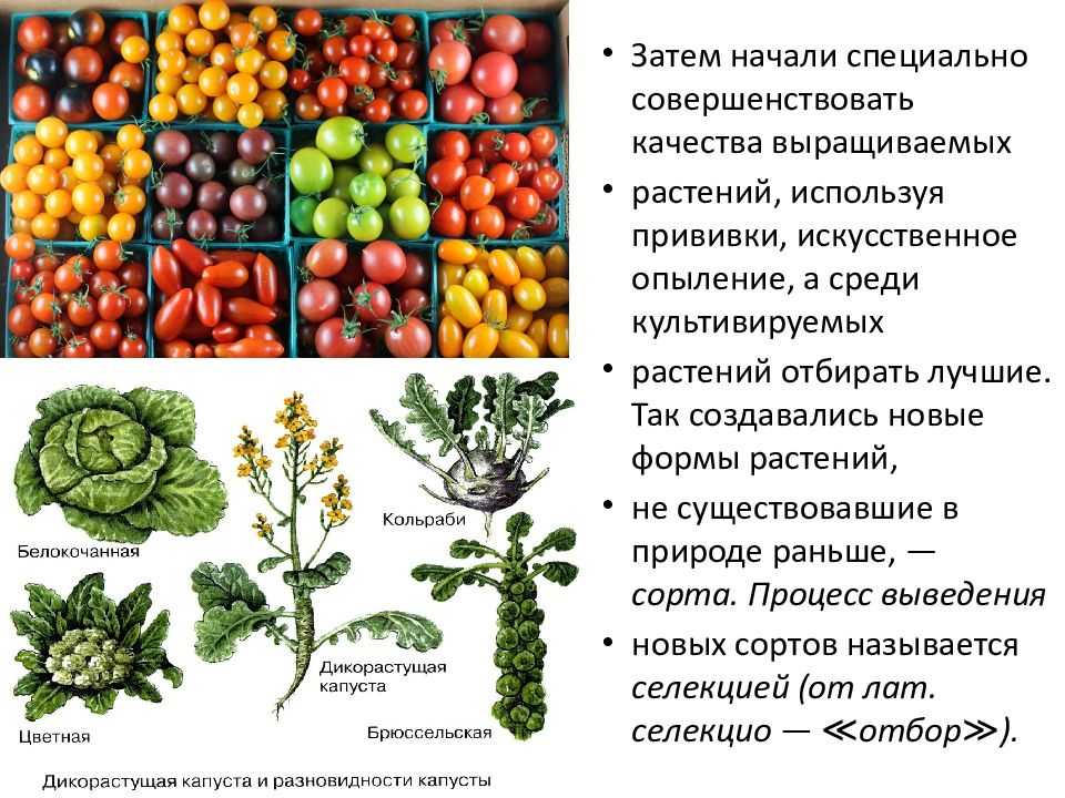 Юго западный азиатский центр происхождения культурных растений. центры происхождения культурных растений