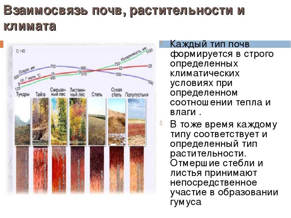 Почвенно растительные условия. Основные типы почв в РФ. Основные типы почвы России 10. Закономерности распространения почв 8 класс таблица. Почвенные профили почв России.