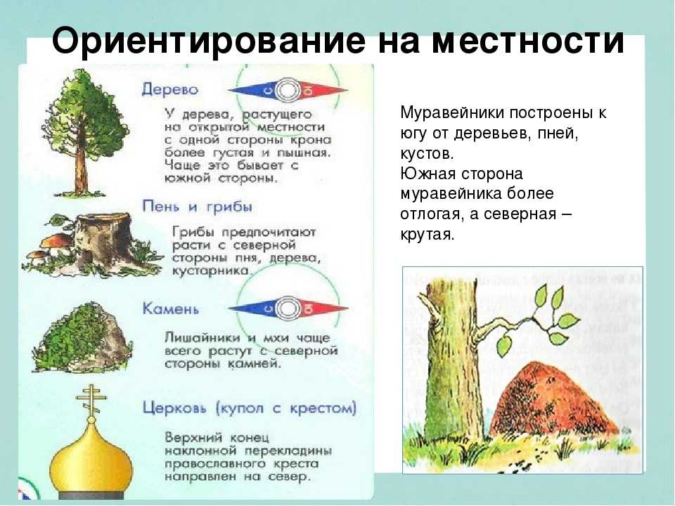 Стороны горизонта - основные и промежуточные