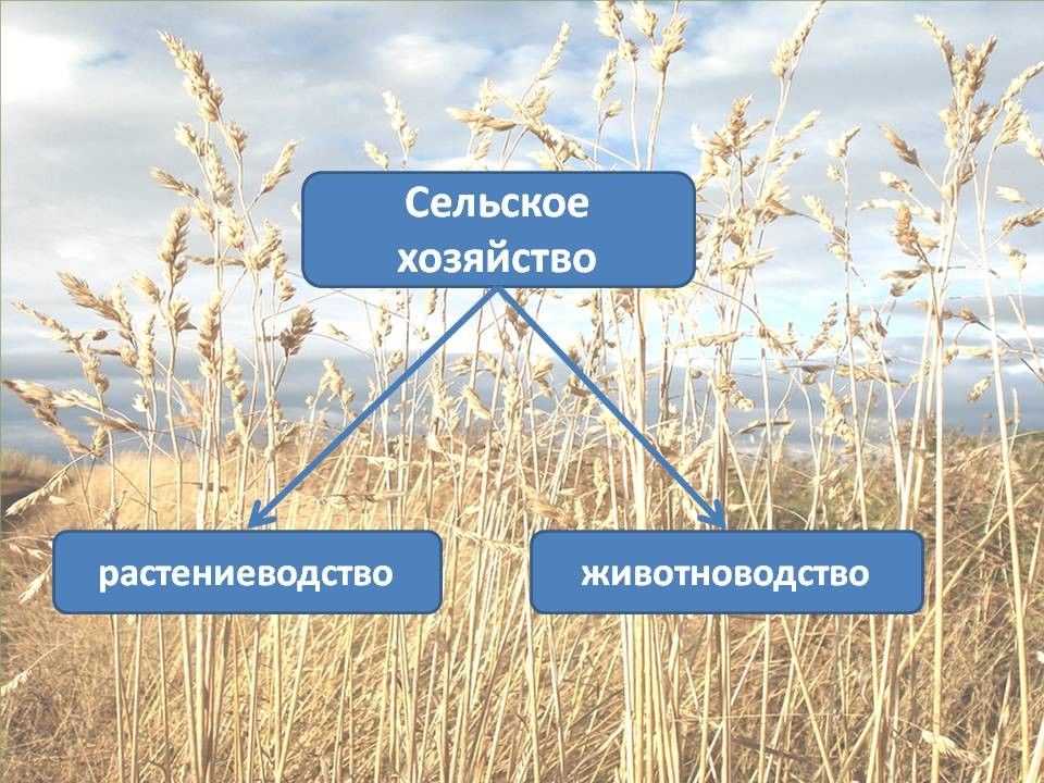 Черная металлургия: размеры производства продукции с распределением по главным географическим зонам