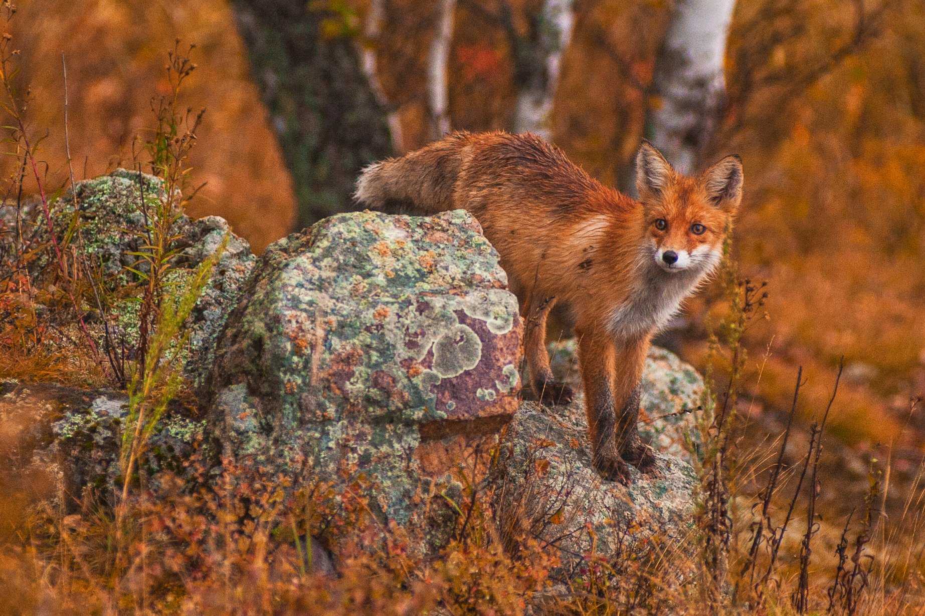 Характеристика умеренного леса, местоположение, флора, фауна, климат