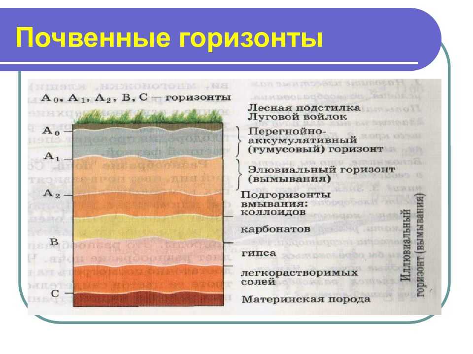 Виды почв, их особенности и способы улучшения