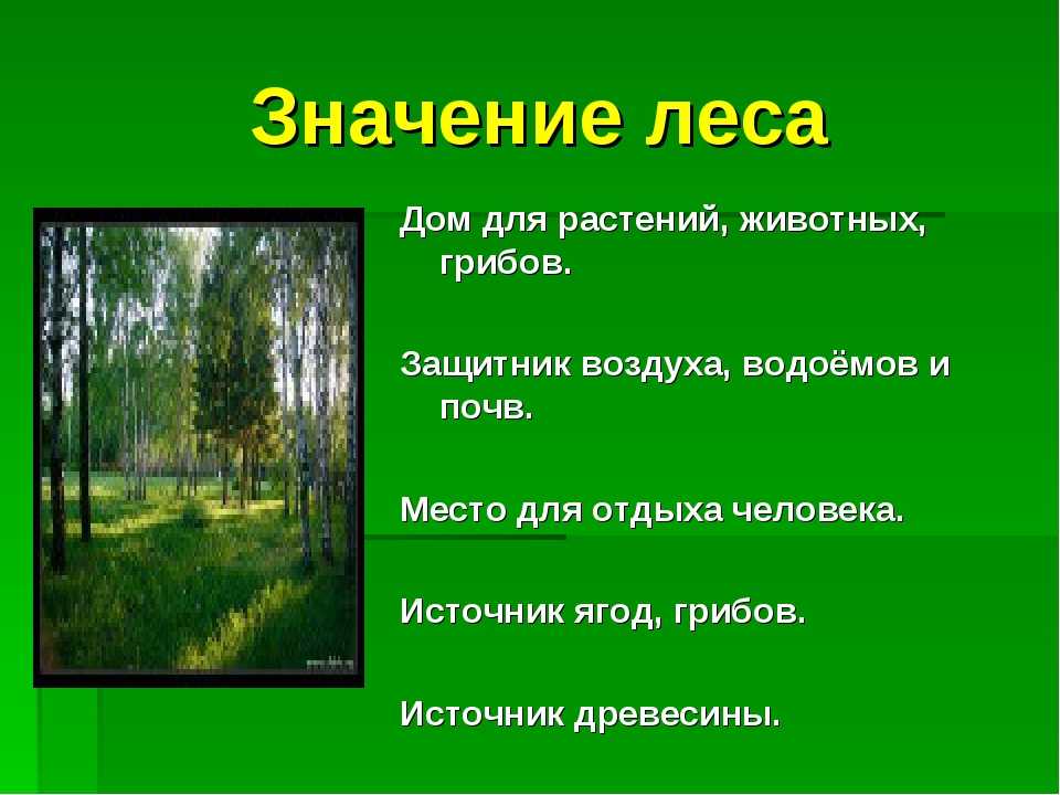 Природное сообщество лес 5 класс биология доклад. Проект жизнь леса. Презентация на тему лес. Природное сообщество лес. Защитник воздуха водоёмов и почв.