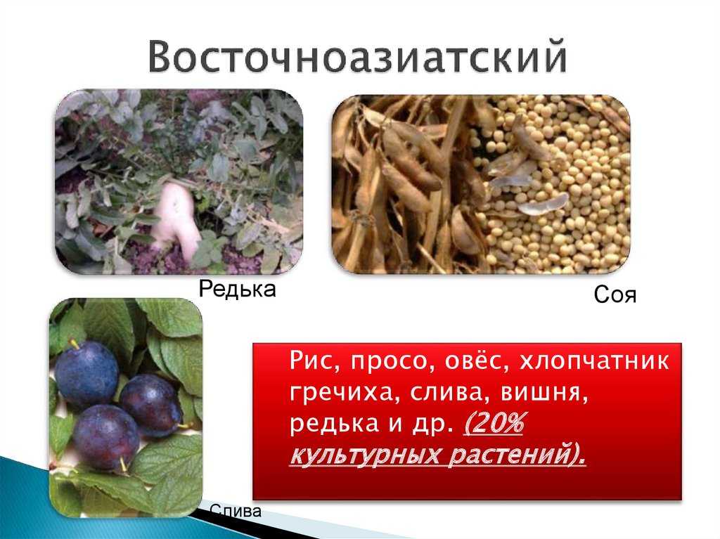 Сообщение центры одомашнивания растений