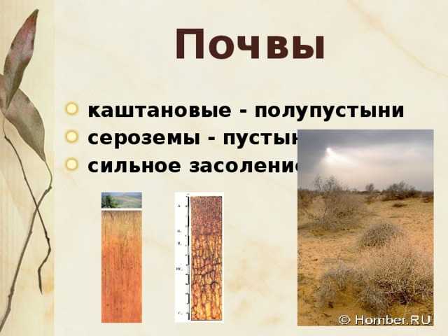Природная зона бурой пустынной почвы