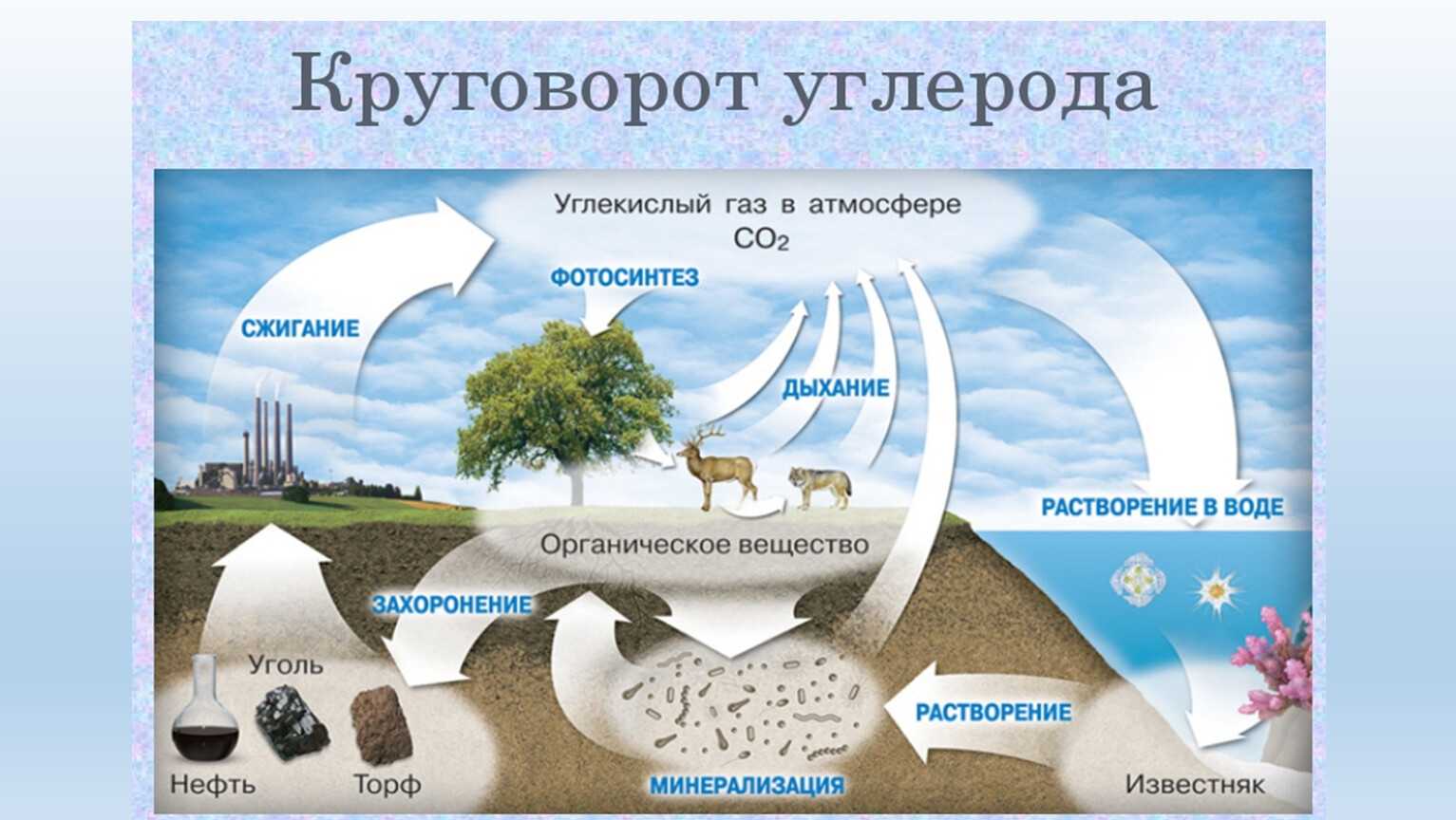 Дыхание растений