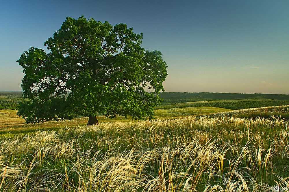 Климат лесостепи